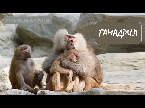 ГАМАДРИЛ🐒/Животные life/Приматы/Животные/Интересные факты
