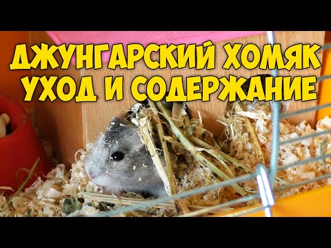 Джунгарский хомяк - уход и содержание | ПОДРОБНАЯ ИНСТРУКЦИЯ