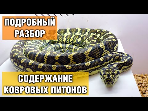 Ковровые питоны — Содержание питона в домашних условиях