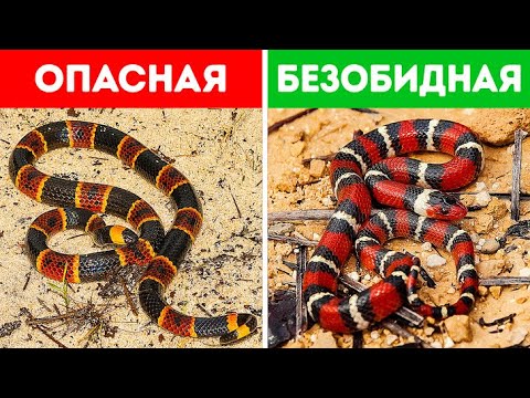 18 опасных змей, на которых при встрече даже смотреть рискованно