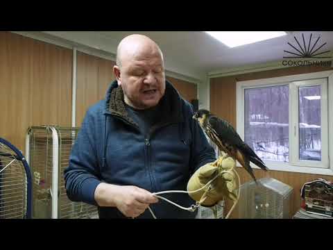 Видеолекции о птицах: сокол-чеглок по имени Бирюза