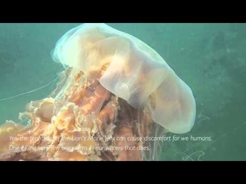 Lion&#039;s Mane Jelly (Cyanea capillata)