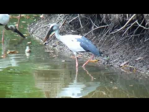 Индийский аист-разиня. Asian Openbill Stork