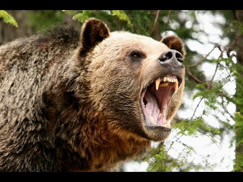 Охота медведя гризли (лат. Ursus arctos horribilis)