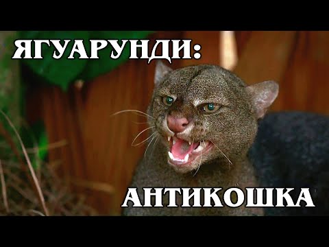 ЯГУАРУНДИ: Антикошка! Или &quot;чужой&quot; среди своих? | Интересные факты про кошек и Животных Америки