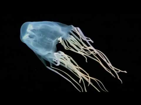 МЕДУЗЫ - ИНТЕРЕСНЫЕ ФАКТЫ. Знаете ли вы, что у медузы 24 глаза?