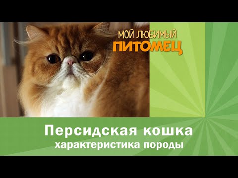 ПЕРСИДСКИЕ КОШКИ: краткая характеристика породы, важные моменты содержания и ухода