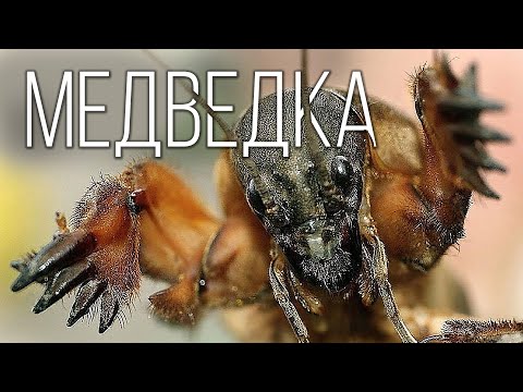 Медведка: Кошмар фермеров и монстр среди насекомых | Интересные факты про медведку