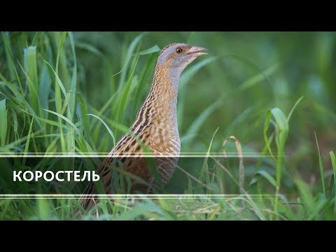 Коростель (Corncrake)