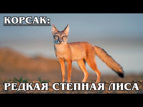 КОРСАК: Азиатская степная лиса | Интересные факты про лисиц