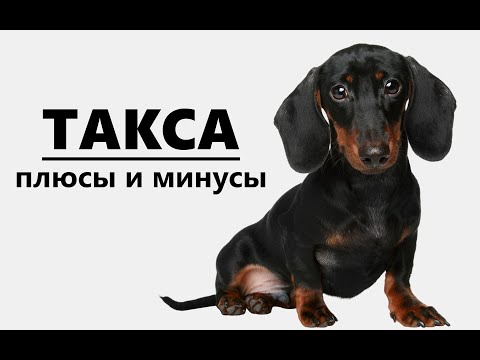 ТАКСА. Плюсы и минусы породы dachshund