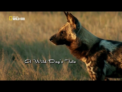 История одной гиеновой собаки - A wild dog&#039;s tale(Nat Geo Wild)