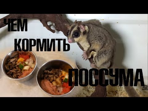 Чем накормить сахарных поссумов?