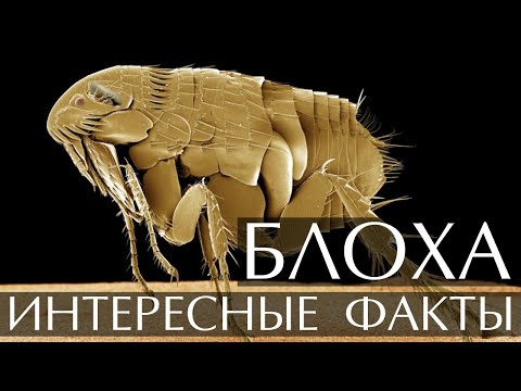 Блоха - интересные факты