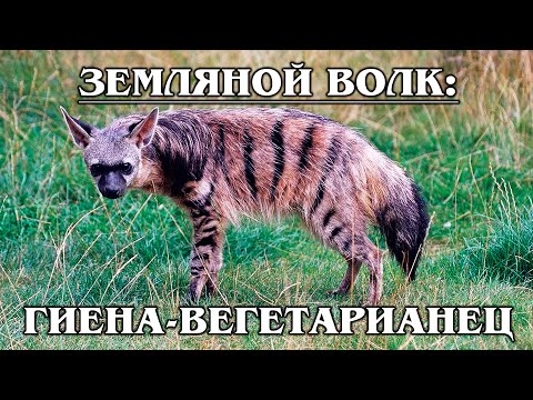 ЗЕМЛЯНОЙ ВОЛК: Добрая и маленькая гиена | Интересные факты про гиен