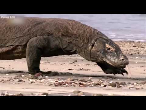 Варан в деле! Варан и его добыча!