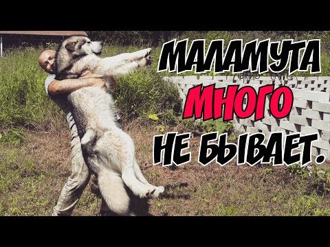 Самый ласковый и нежный зверь. Аляскинский Маламут.