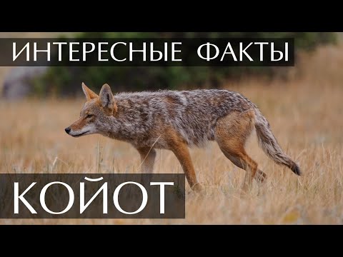 Интересные факты о Койотах