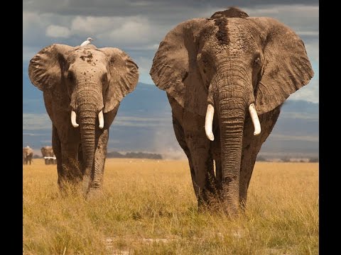 Величественные слоны Африканский слон смотреть HD 720 Discovery