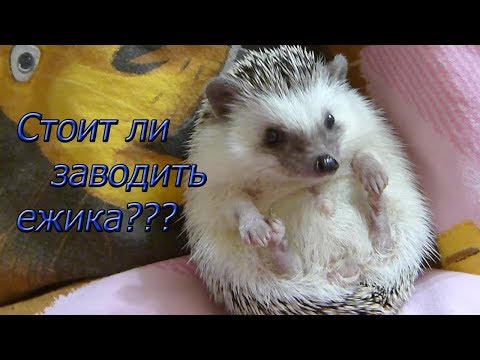 Стоит ли заводить африканского карликового ежа ? Плюсы и минусы.