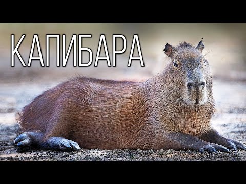 Капибара: Большая водосвинка | Интересные факты про грызунов