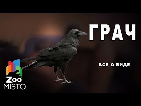 Грач - Все о семейства врановых | Грач род вороны