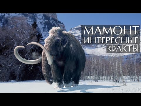 Мамонт - интересные факты