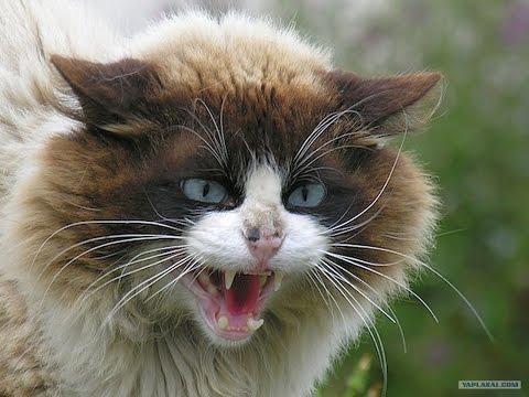 Пушистые кошки Породы кошек
