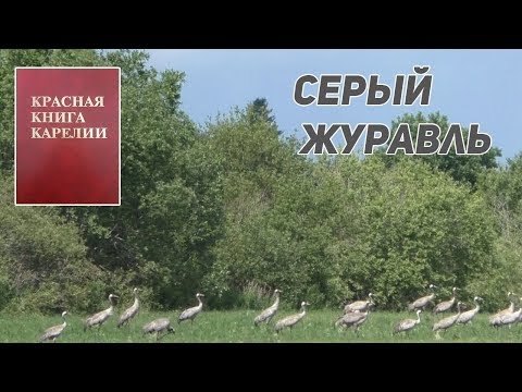 Серый журавль. Красная книга Карелии.