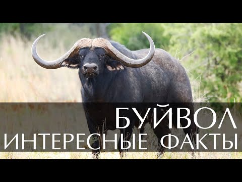 Буйвол - интересные факты