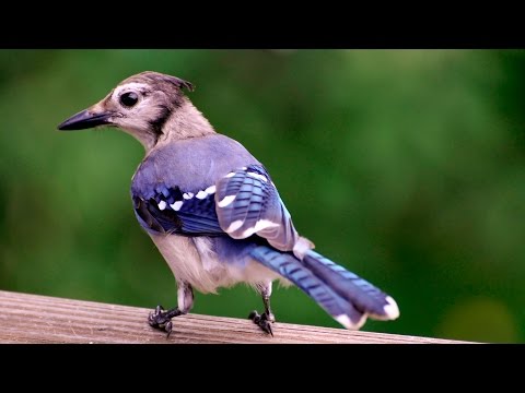 Голубая сойка - Blue jay