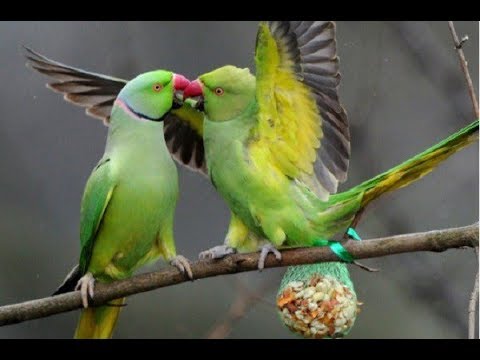 Индийский кольчатый попугай и интересные факты о нем