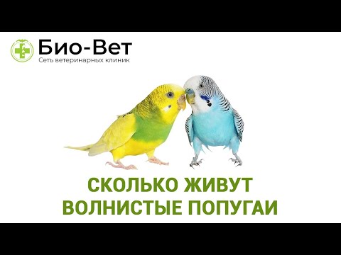 Сколько живут волнистые попугаи 🐦// Сеть Ветклиник Био-Вет