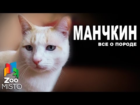 Манчкин - Все о породе