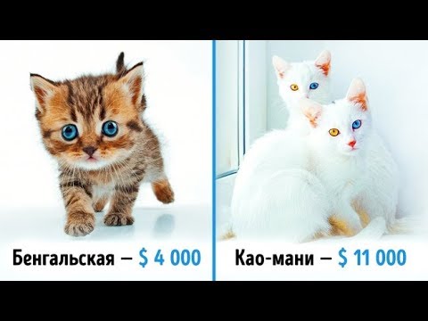 19 шикарных кошек, которые стоят целое состояние