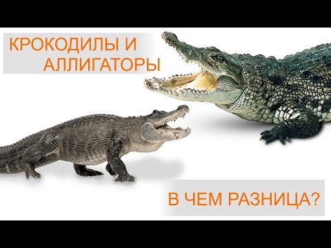Крокодил и аллигатор! В чем разница и как отличить?