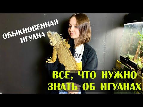 Содержание Зеленой игуаны