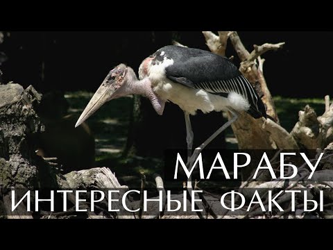 Марабу - интересные факты (Фото, Видео)