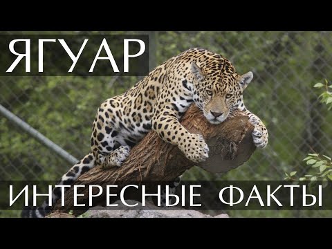 Ягуар - интересные факты