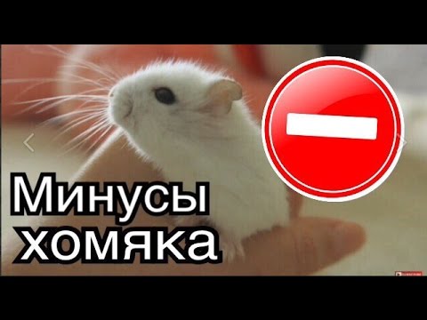 Минусы содержания хомяка. Вся правда о джунгарских хомяках