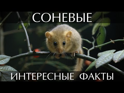 Соня - интересные факты