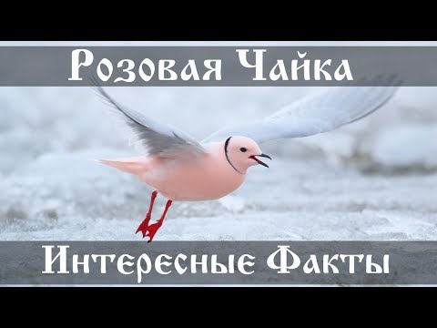 Розовая Чайка - интересные факты