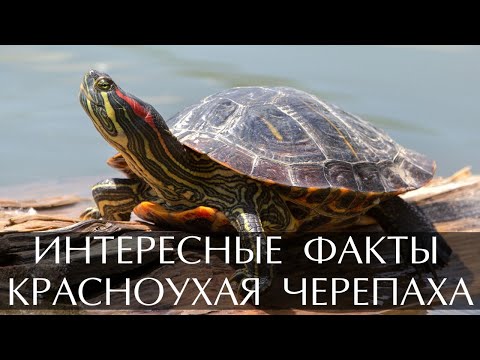 Красноухая черепаха - интересные факты