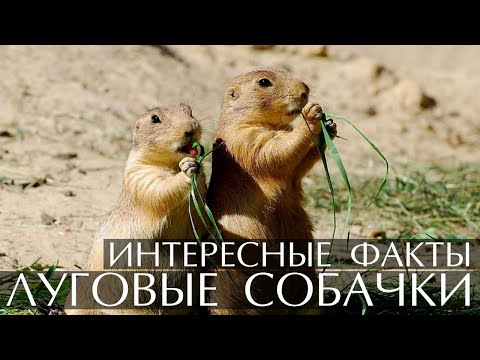 Луговые собачки - интересные факты