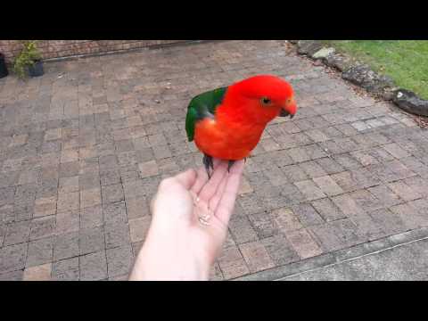 King Parrot Alisterus scapularis