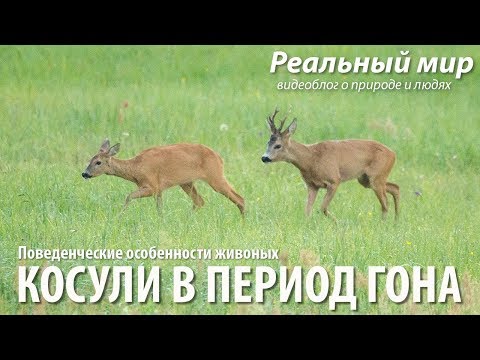 Косули в период гона. Европейская косуля (Capreolus capreolus).