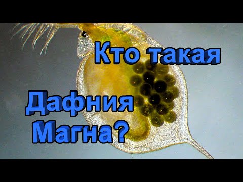 Дафния Магна (Daphnia Magna) - описание