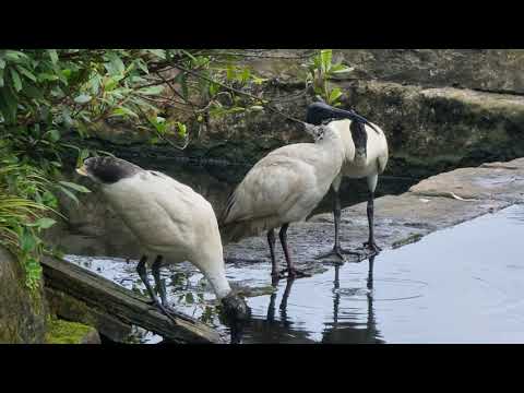 Ибисы в Королевском ботаническом саду Сиднея. The Royal Botanic Garden Sydney.