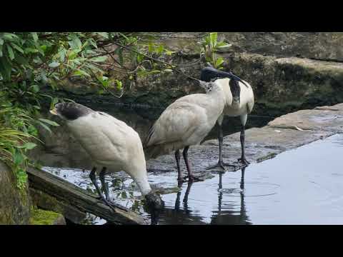 Ибисы в Королевском ботаническом саду Сиднея. The Royal Botanic Garden Sydney.