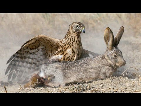 Тетеревятник – огромный Ястреб, который охотится на Зайцев, белок и фазанов!
